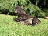 BOULEDOGUE FRANCAIS 1330